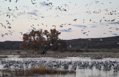 The big cottonwood tree at the back edge of the marsh, with geese coming in and cranes still roosting