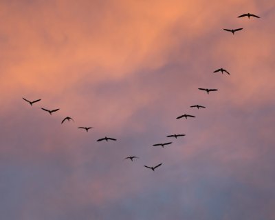 Unlike the clouds of Snow Geese, the Canada Geese flew in a 'V' overhead.