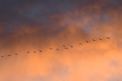 Line of Canada Geese?