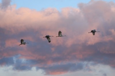 DSC_5090b.jpg