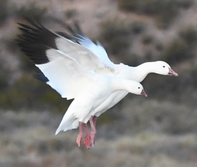 Ross's Goose (foreground) and Snow Goose landing at the marsh