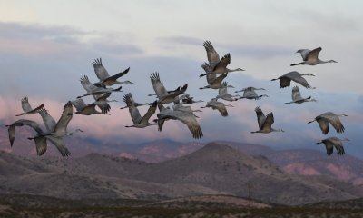 DSC_5146b.jpg
