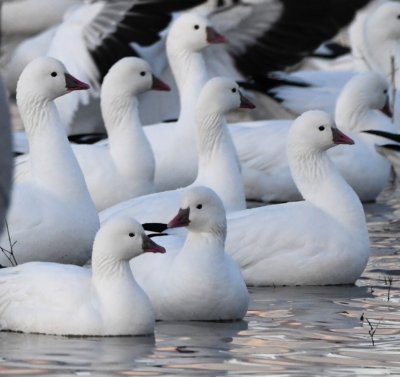 Some Ross's Geese (small bill with no 'smile') among the Snow Geese and Sandhill Cranes