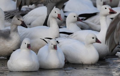Ross's Geese