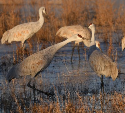 Sandhill Crane leaning forward in anticipation of taking off