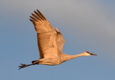 DSC_5280b.jpg