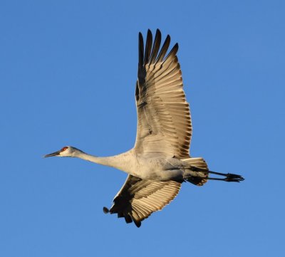 DSC_5414b.jpg