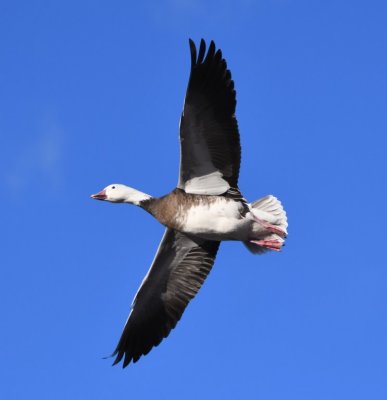 Dark adult Snow Goose flying