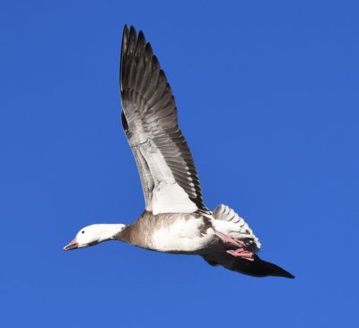 DSC_5606b.jpg