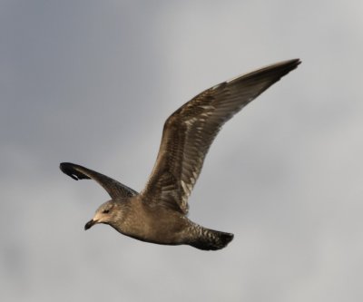 Immature Herring Gull