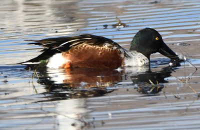 Male Northern Shoveler