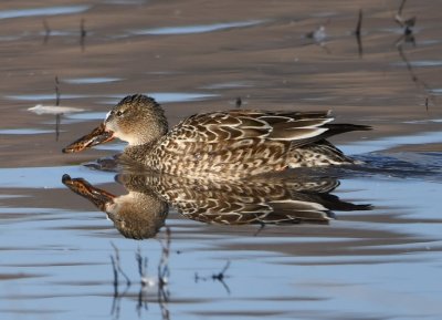 Female Northern Shoveler