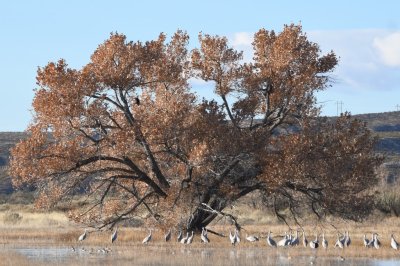 The big cottonwood tree at the SW edge of the marsh was a backdrop to many of our photos.