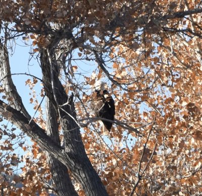 Today it was hosting a Bald Eagle for a while.