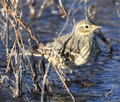 An American Pipit wandered along the east edge of the marsh unnoticed by the photographers focusing on the geese and cranes.