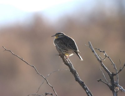 We left the reserve and drove north, finding the meadowlark along the way.