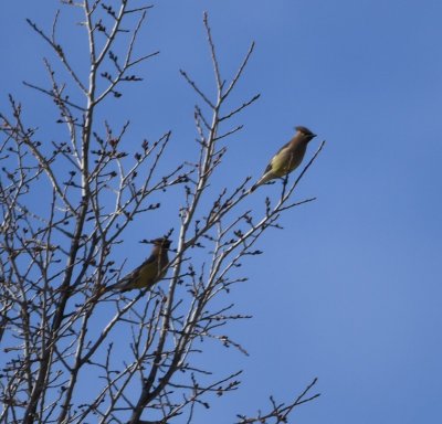 We went back to Turtle Bay Park in Socorro and found these Cedar Waxwings.