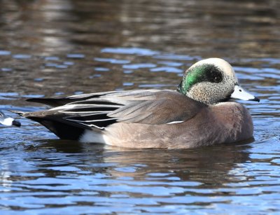 The many American Wigeons we'd seen the night before were again feeding in the park.
