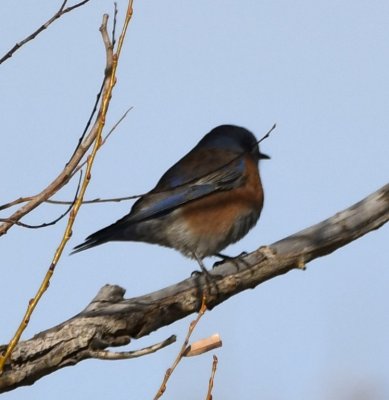 DSC_5776b.jpg