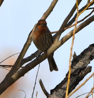 DSC_5778b.jpg