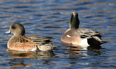 DSC_5785b.jpg