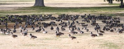 Turtle Bay Park in Socorro, NM, was full of American Wigeons
