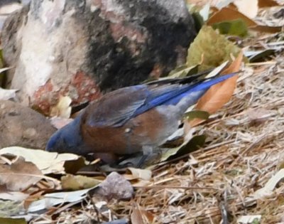 Western Bluebird getting a drink