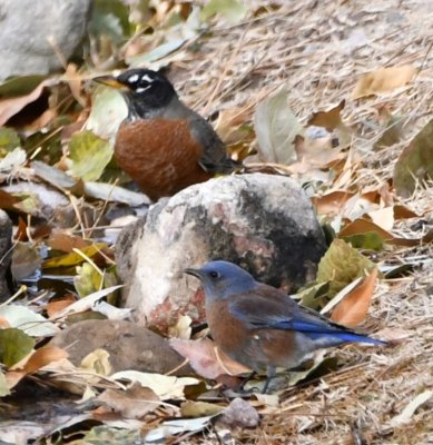 American Robin and Western Bluebird