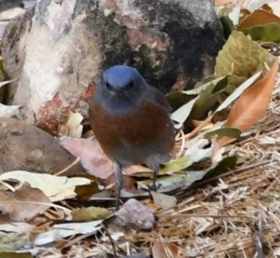 Clear look at the blue neck that distinguishes the Western from the Eastern Bluebird