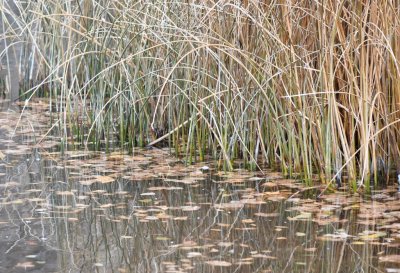 Reflections of reeds in a pond at Turtle Bay Park, Socorro, NM