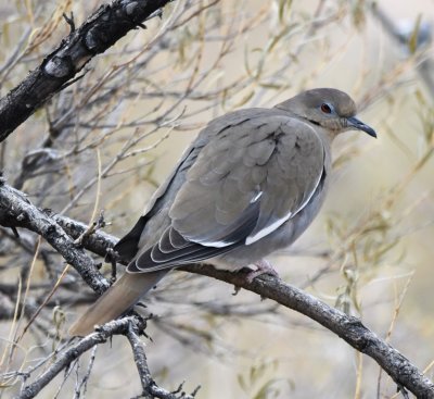 We made a brief stop at Sevilleta NWR; there were a few birds around the Visitor Center like this White-winged Dove