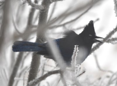 Out the windows, this lone Steller's Jay was coming to one of the feeders.