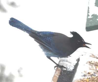 So, many photos were taken of the jay.