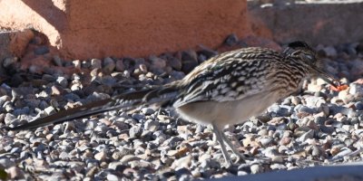 All week we had hoped to get good looks at a Greater Roadrunner at Bosque del Apache NWR.