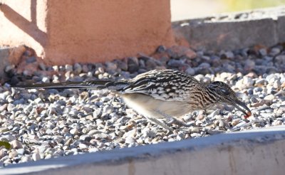Then, while Steve sat in the car at the hotel in Albuquerque while Jan and Mary went in to check in, this bird showed up in the parking lot.