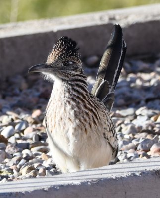Steve called inside while watching the bird snoop around the flower bed at the edge of the parking lot.