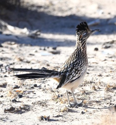 Jan came out and got her camera and, after a few minutes, the roadrunner hopped down into the vacant lot next to the hotel.