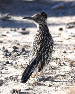 DSC_5954b.jpg