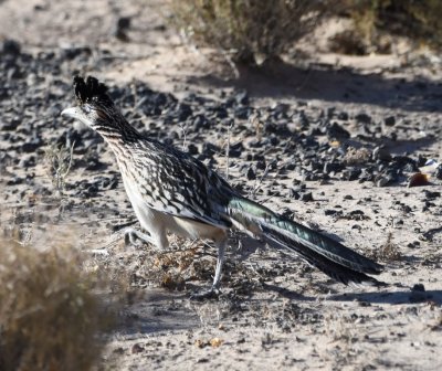 DSC_5957b.jpg