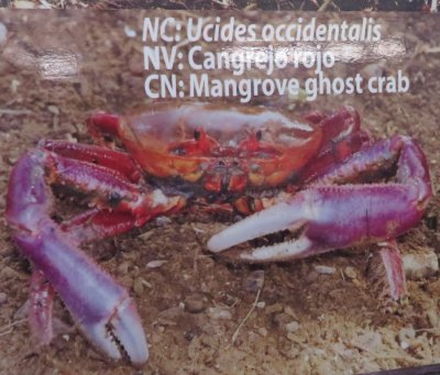 Sign showing the Mangrove Ghost Crab