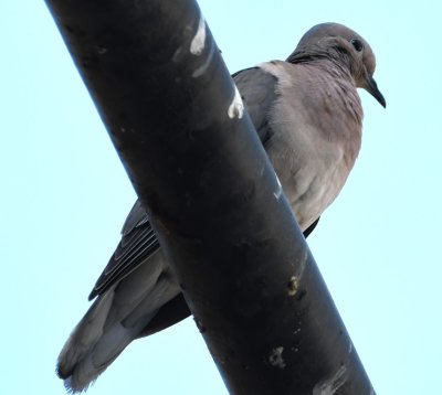 This Eared Dove, with all its identifying wing marks hidden by the pipe, is all I managed to photograph before we left.