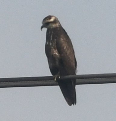 A Snail Kite surveyed the river from a power line.