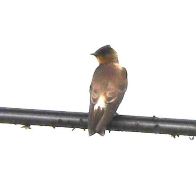 Southern Rough-winged Swallow on a wire above the river