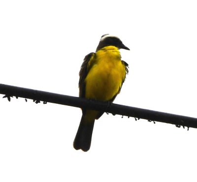 Great Kiskadee