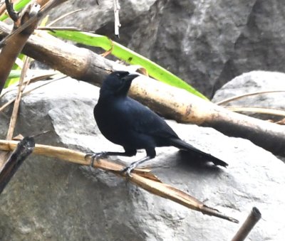 Scrub Blackbird on a rock along the Bulu Bulu River