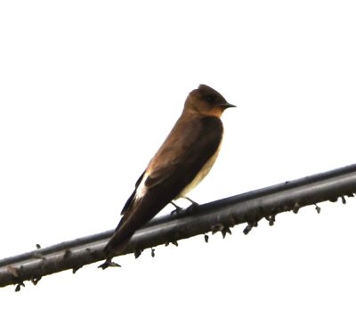 Southern Rough-winged Swallow