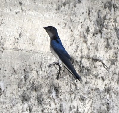 Gray-breasted Martin