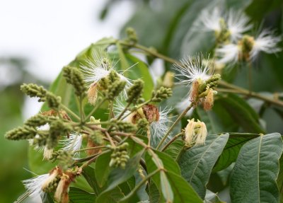 Interesting flower and fruit along the river