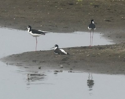 Black-necked Stilts on a sandbar in a river.