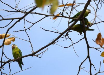 Gray-cheeked Parakeets